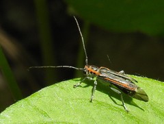 Saperda imitans