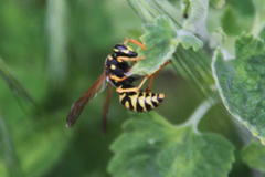 Polistes dominula