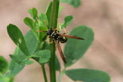 Polistes dominula