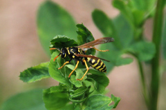 Polistes dominula
