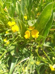 Scorpiurus muricatus