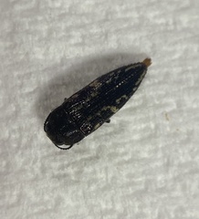 Acmaeoderini