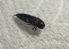 Acmaeoderini