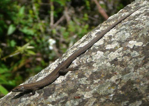 Fitzinger's Algyroides