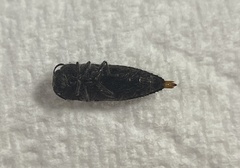 Acmaeoderini
