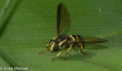 Doros aequalis