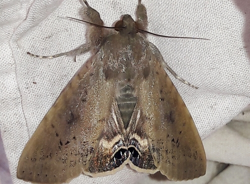 Litoprosopus confligens