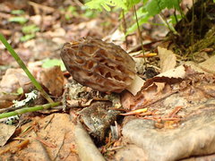 Morchella pulchella