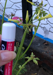 Oxalis pes-caprae
