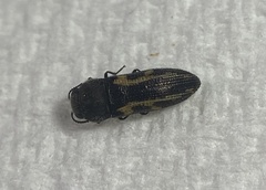 Acmaeodera ligulata