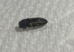 Acmaeodera ligulata