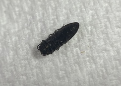 Acmaeodera ligulata