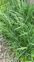 Bromus inermis