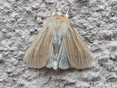 Mythimna congrua