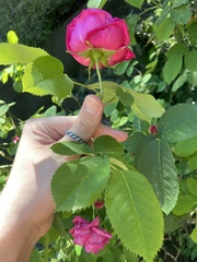 Rosa gallica