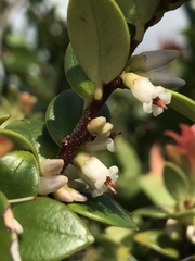 Disterigma alaternoides