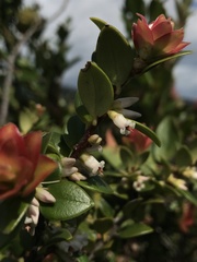 Disterigma alaternoides