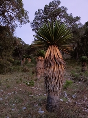 Yucca carnerosana