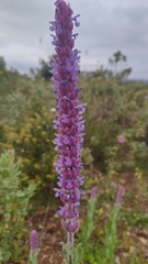 Nepeta tuberosa