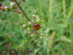 Scrophularia auriculata