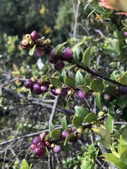 Disterigma alaternoides