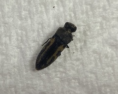 Acmaeodera ligulata
