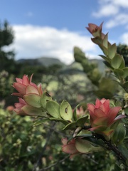 Disterigma alaternoides