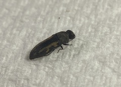 Acmaeodera ligulata