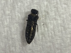 Acmaeodera ligulata