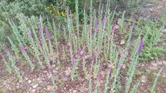 Nepeta tuberosa