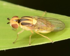 Chlorops sulphureus