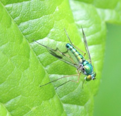 Condylostylus scaber