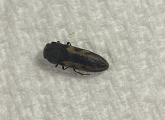 Acmaeodera ligulata