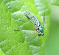 Condylostylus scaber