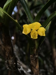 Maxillaria alticola