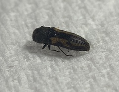 Acmaeodera ligulata