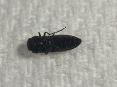 Acmaeodera ligulata