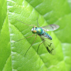 Condylostylus scaber