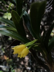 Maxillaria alticola