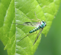 Condylostylus scaber