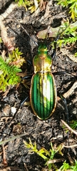 Carabus lineatus lateralis