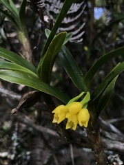 Maxillaria alticola