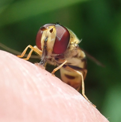 Eupeodes latifasciatus