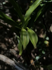 Maxillaria alticola