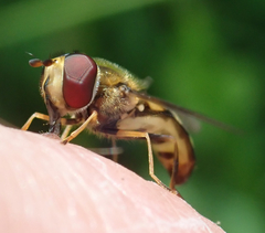 Eupeodes latifasciatus
