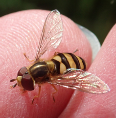 Eupeodes latifasciatus