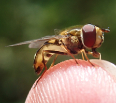 Eupeodes latifasciatus