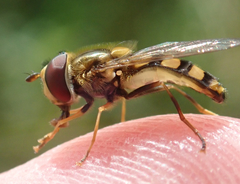 Eupeodes latifasciatus