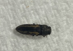 Acmaeodera ligulata