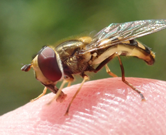 Eupeodes latifasciatus